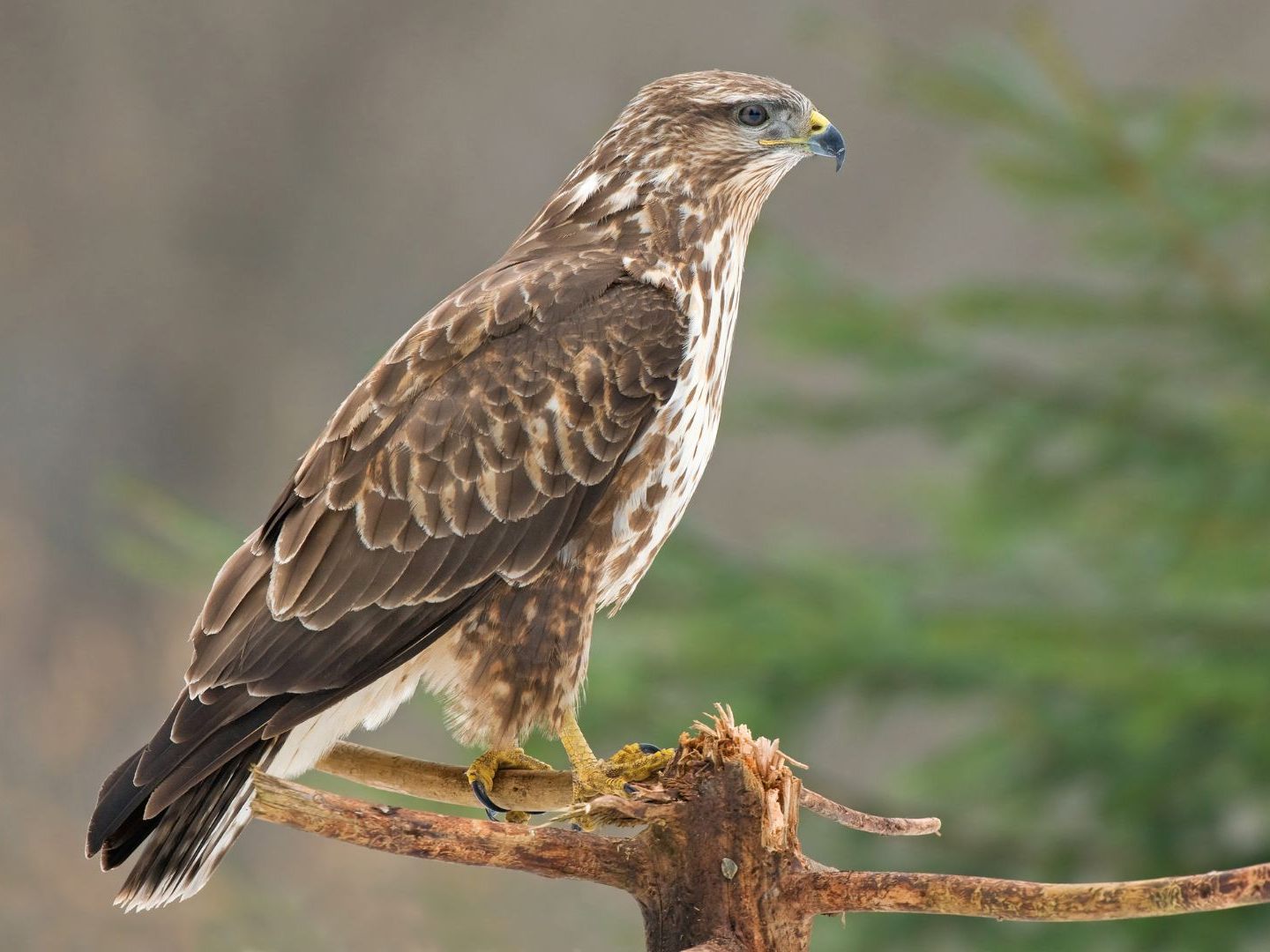 Im Nordburgenland wurde ein Mäusebussard illegal abgeschossen. Im Nordburgenland wurde ein Mäusebussard illegal abgeschossen.