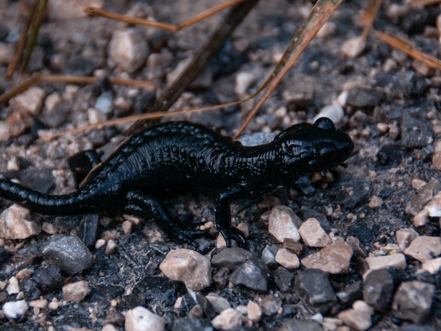 Einige Tiere, wie der Alpensalamander, benötigen kein Laichgewässer und können nur schwer nachgewiesen werden.