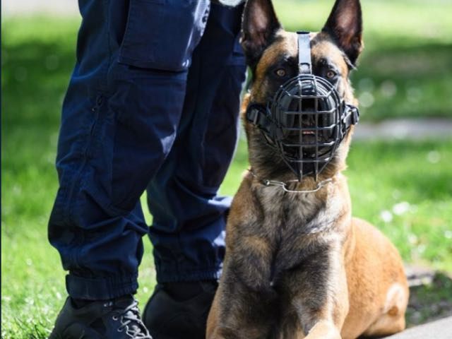 Polizei-Hund war in Wien-Landstraße im Einsatz.