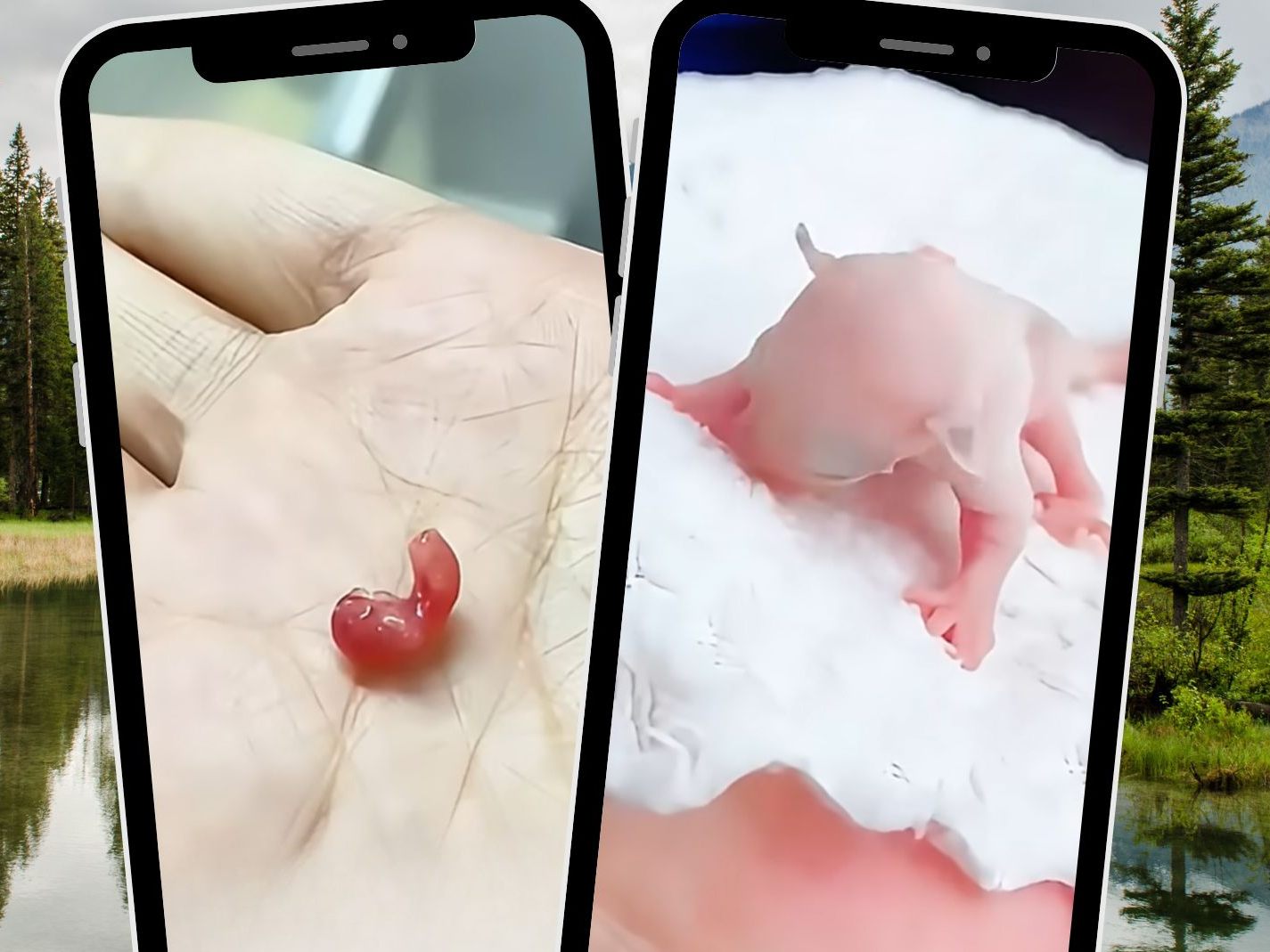 Mit viel Hingabe und Pflege wuchs das Tierbaby heran.