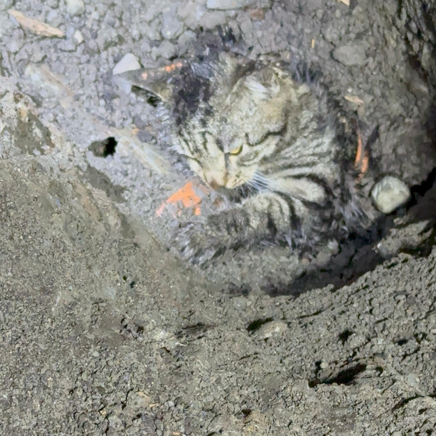 Wie die Katze in das Rohr gelangte, ist unklar.