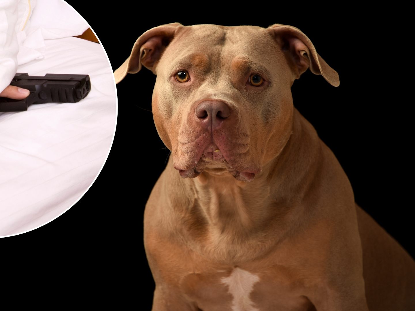 Ein Hund hat in Memphis, Tennessee versehentlich die Waffe seines Herrchens ausgelöst. Ein Hund hat in Memphis, Tennessee versehentlich die Waffe seines Herrchens ausgelöst.