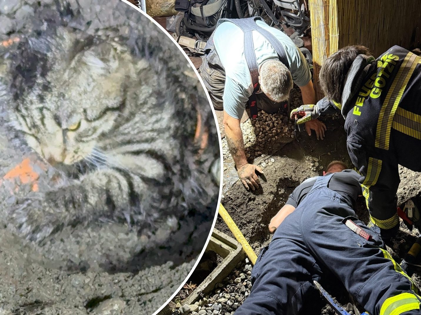 Katze Milly steckte in einem Abwasserrohr fest und musste von der Feuerwehr Götzis gerettet werden.