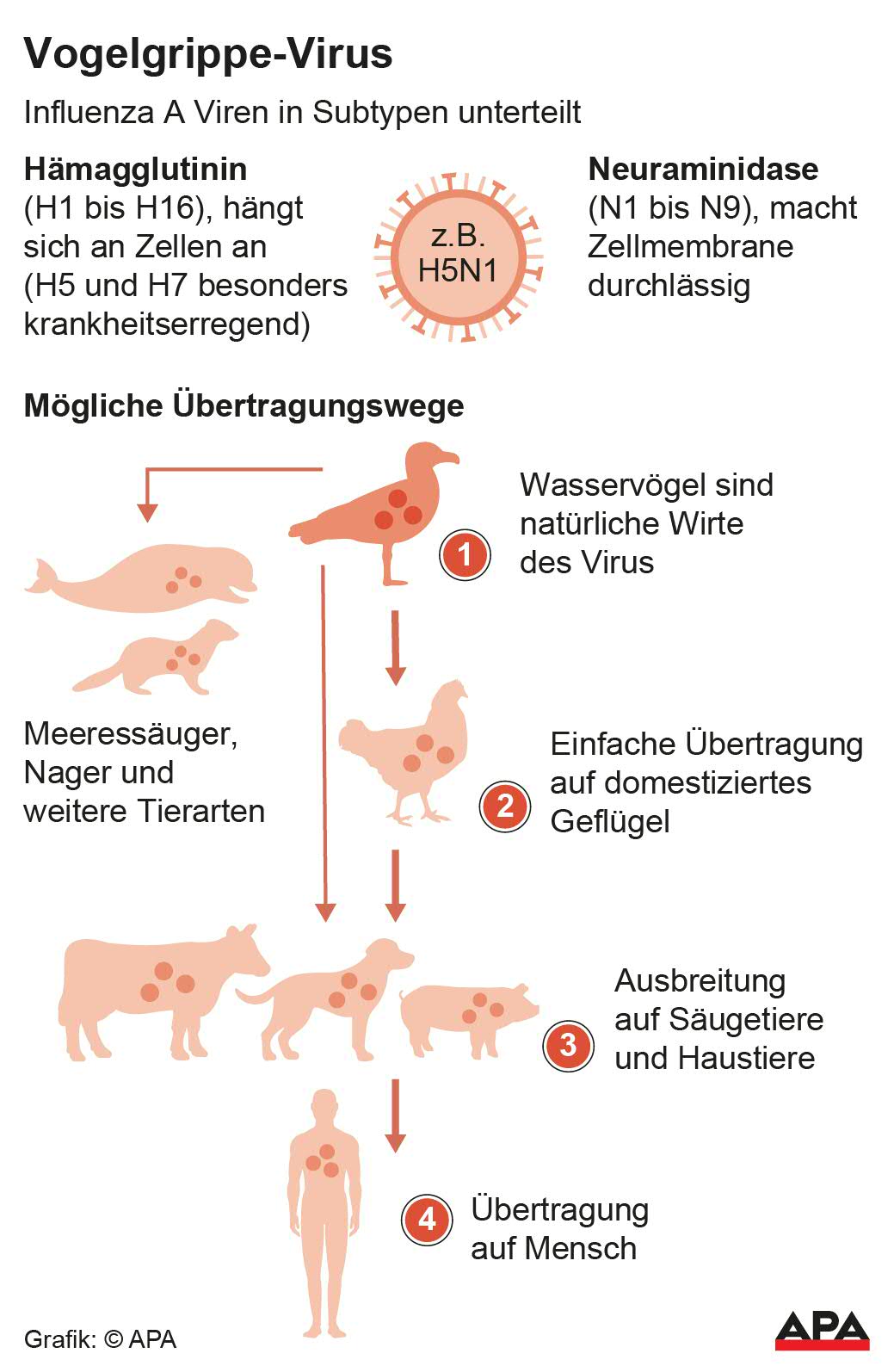 Vogelgrippe-Virus