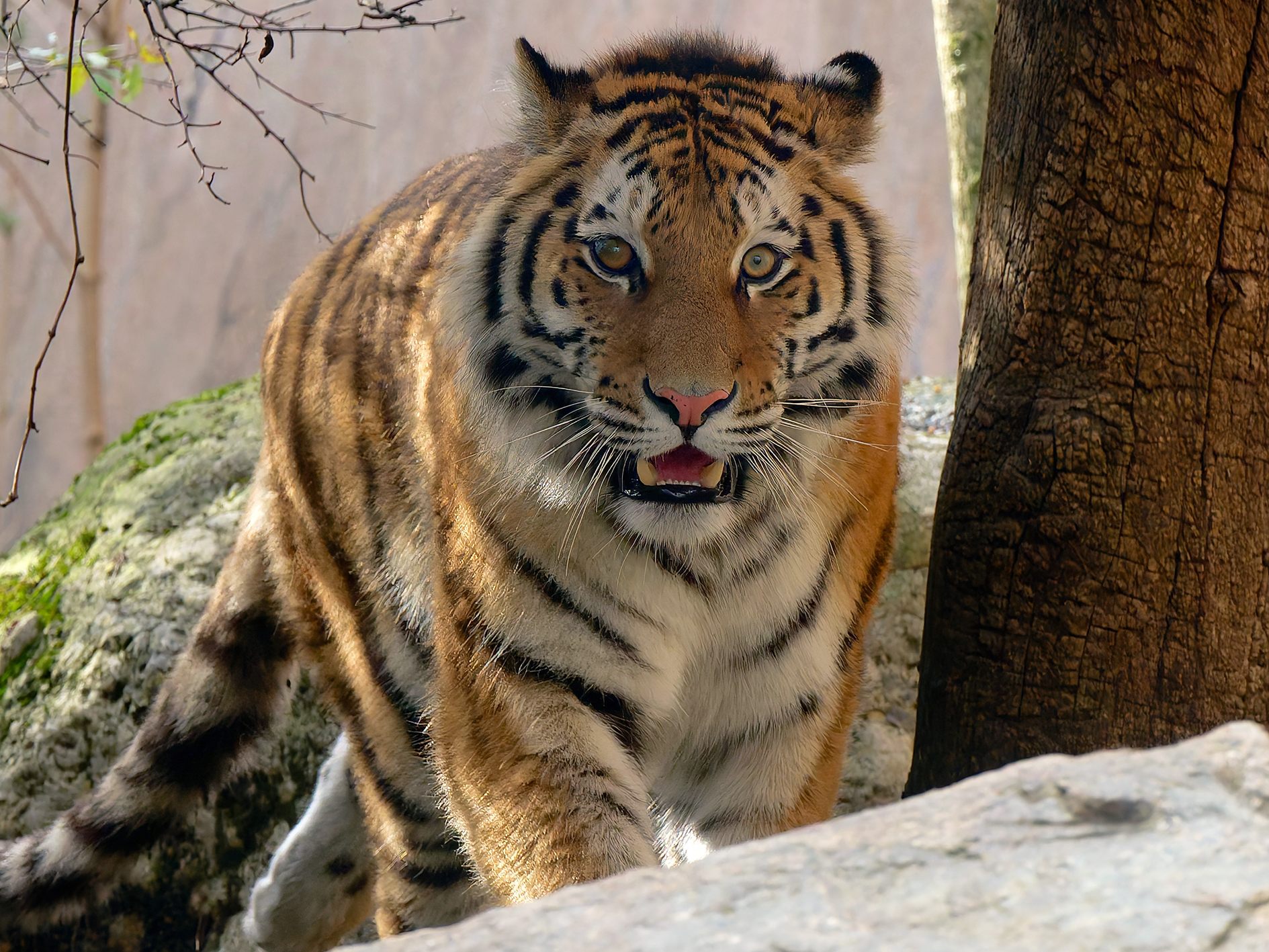 An Appetit mangelt es der neuen Schönbrunner Tigerin nicht.