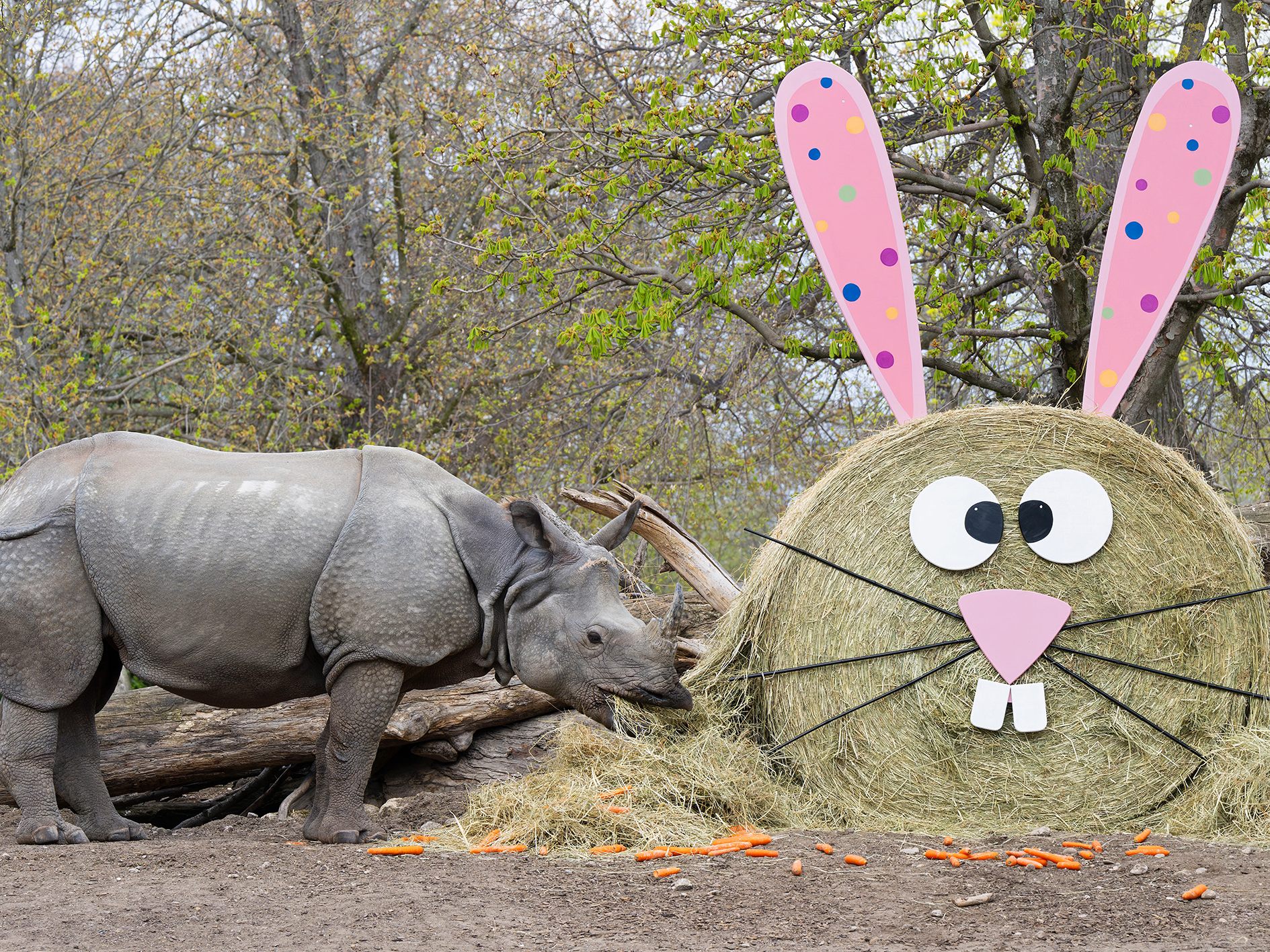 Auch für Schönbrunner Panzernashorn rückt Ostern näher.