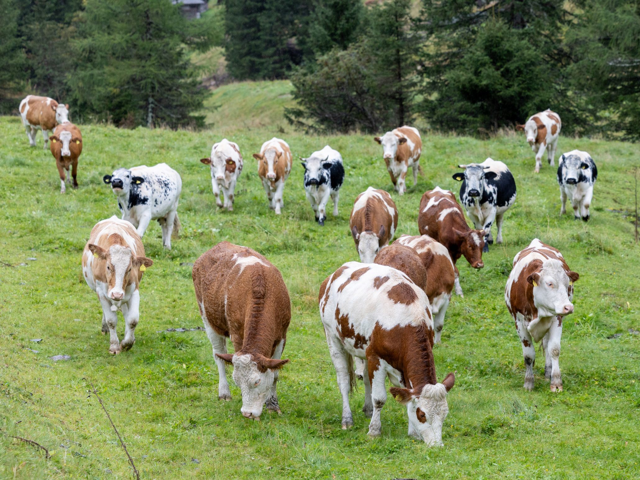 Wegen der Maul- und Klauenseuche stoppen erste Länder Fleischimporte aus Österreich.