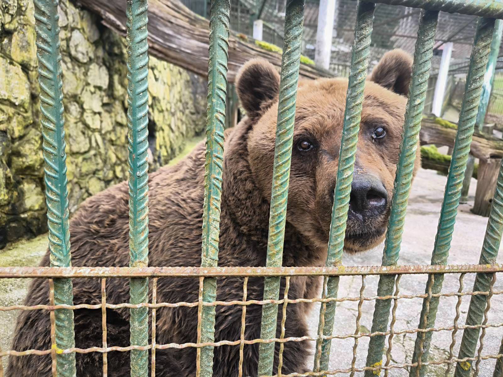 Schon bald ist der Bärenwald Arbesbach das neue Zuhause von "Felix".