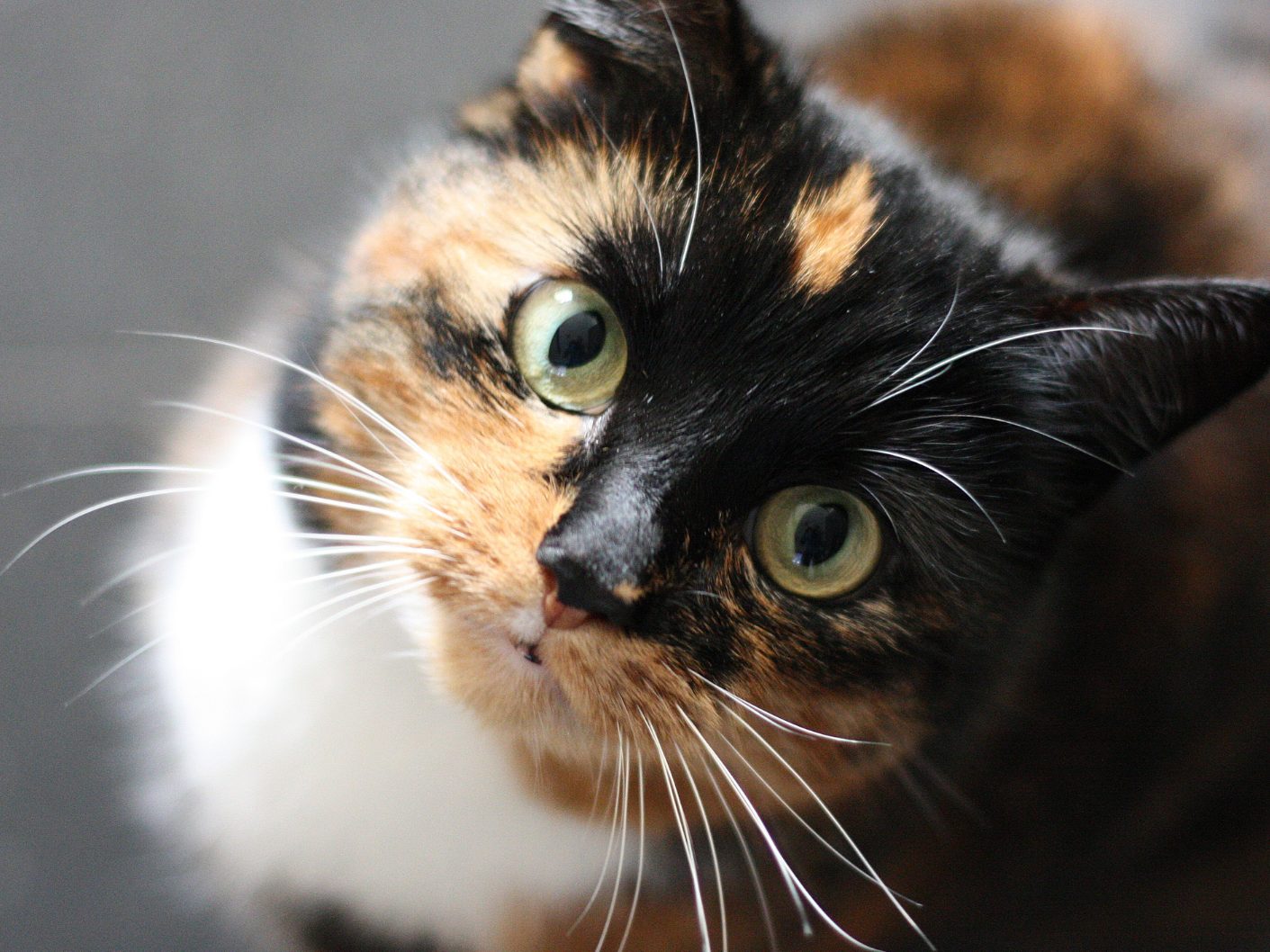 Das steckt hinter dem Katzen-Verhalten.