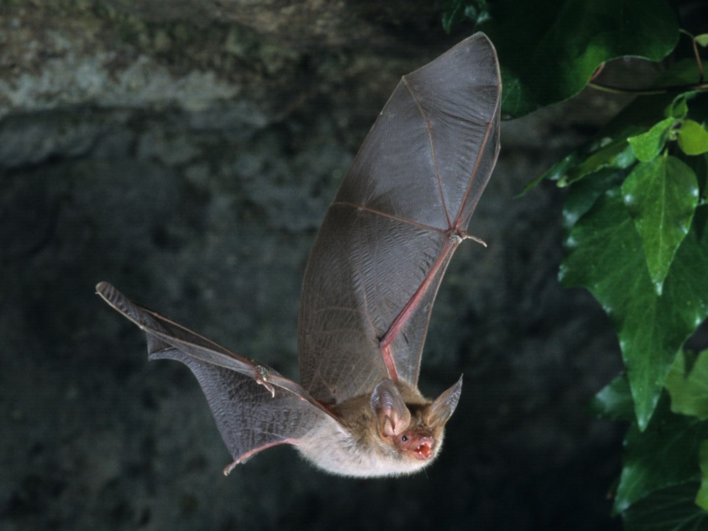 Beim Fledermaustag gibt es jede Menge interessante Infos zu den fliegenden Säugetieren. Beim Fledermaustag gibt es jede Menge interessante Infos zu den fliegenden Säugetieren.