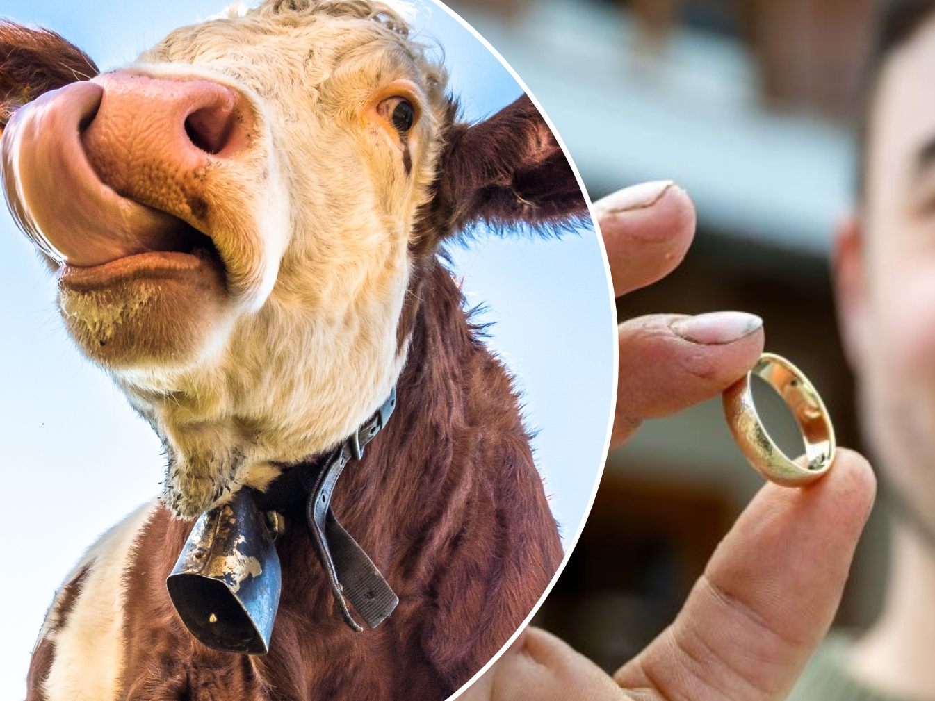 Eine Kuh hatte dem Landwirt den Ehering mit ihrer rauen Zunge vom Finger gestreift und ihn verschluckt. Eine Kuh hatte dem Landwirt den Ehering mit ihrer rauen Zunge vom Finger gestreift und ihn verschluckt.