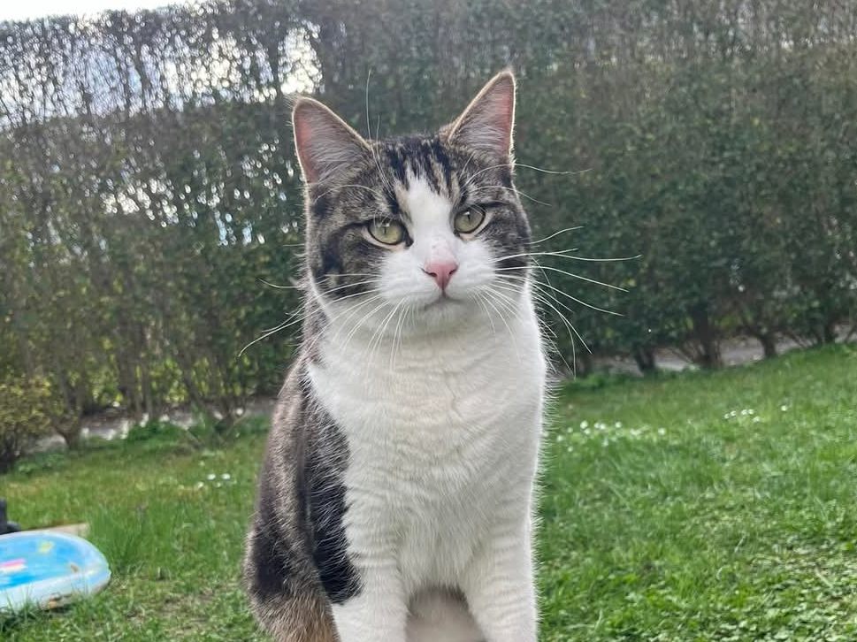 Kater Dornbirn