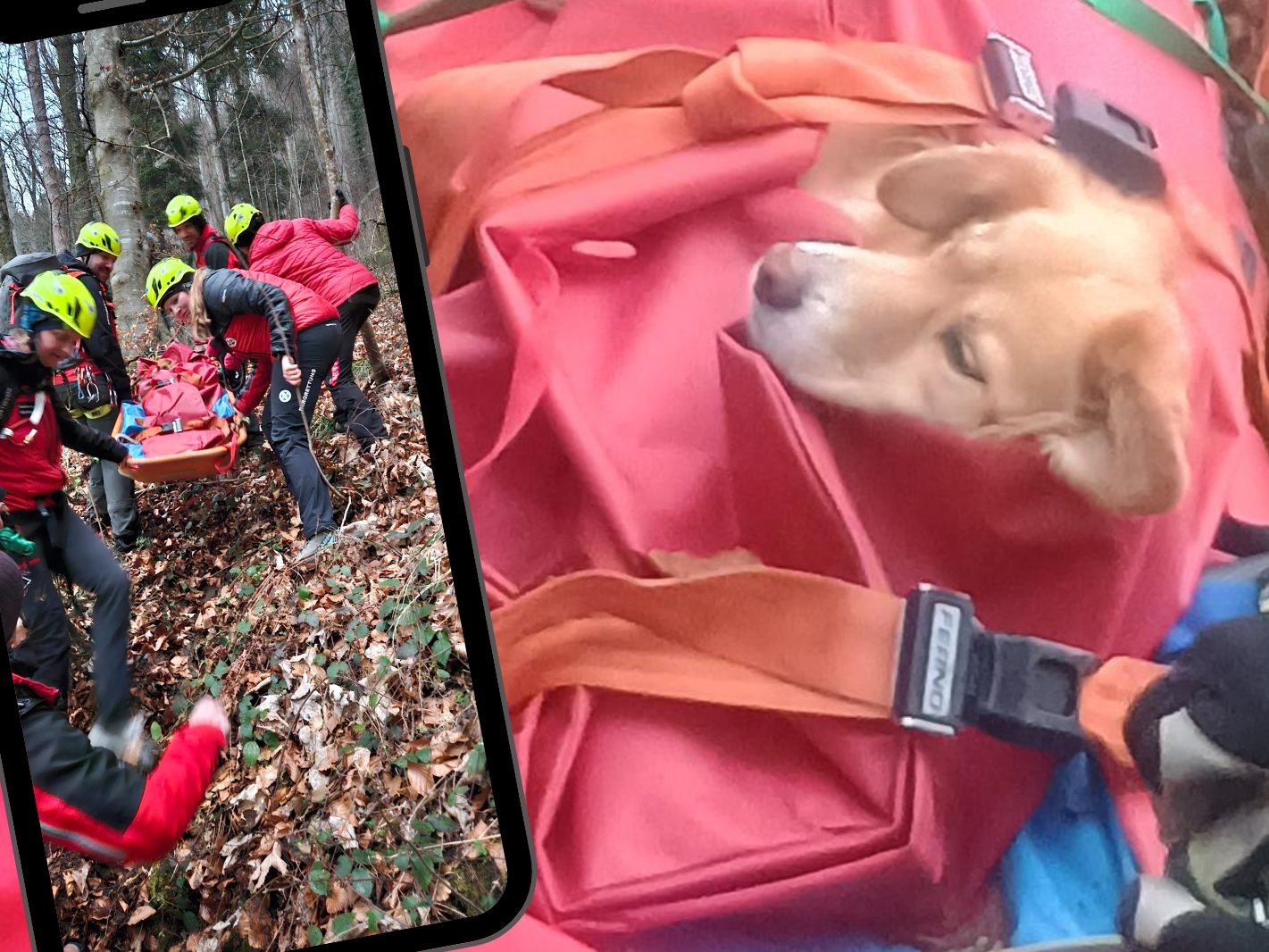 Die Bergrettung musste den schwer verletzten Hund retten.