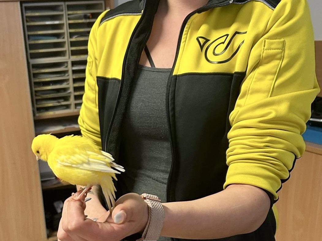 Kanarienvogel "Tweety" stattete der Post-Belegschaft einen Besuch ab.
