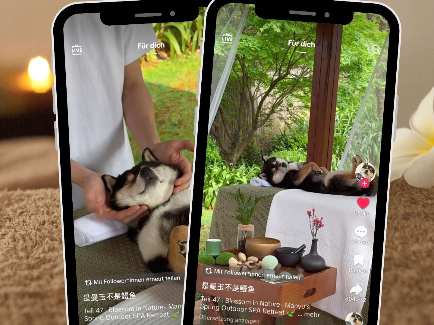 Ein TikTok-Video zeigt den Shiba Inu Manyu bei einer entspannenden Spa-Behandlung und fasziniert die Zuschauer mit ASMR-Elementen.