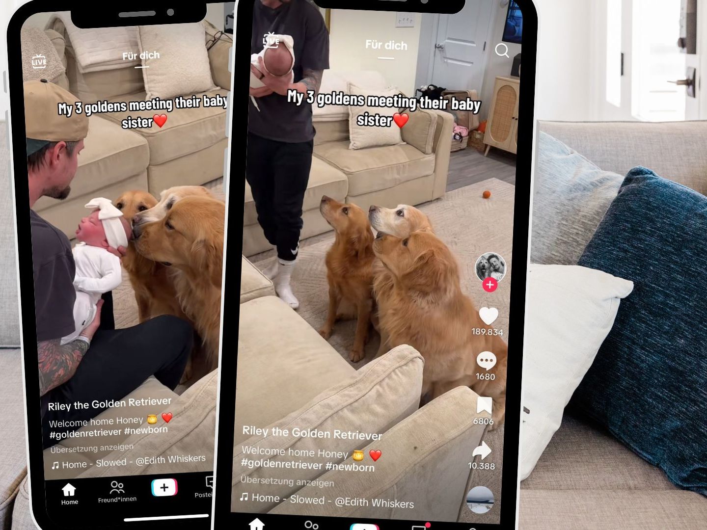 Ein TikTok-Video zeigt die herzerwärmende erste Begegnung von drei Golden Retrievern mit ihrem neugeborenen Geschwisterchen.​