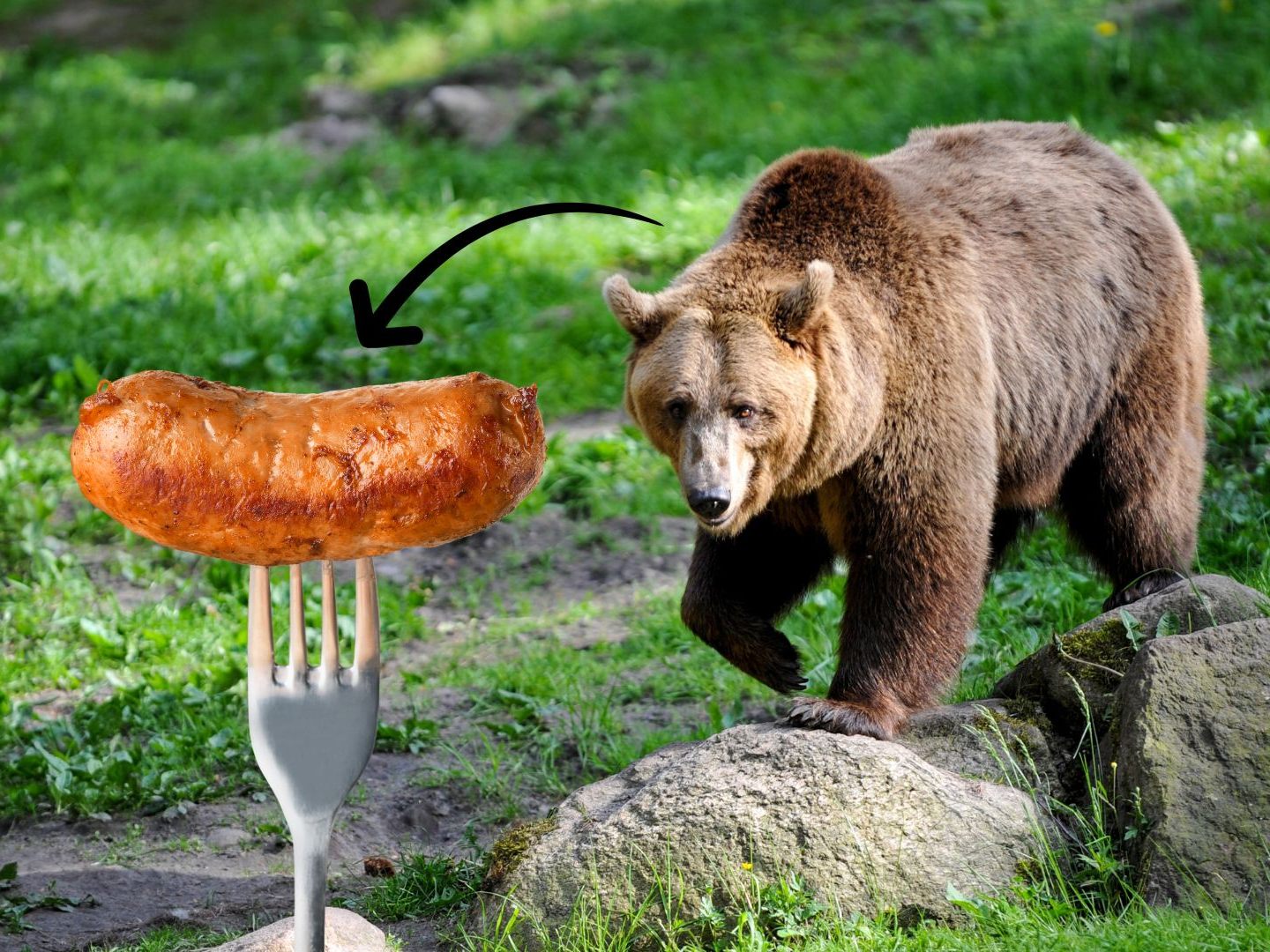 Ein Kärntner Onlineshop steht wegen des Verkaufs von Bären-Wurst in der Kritik. Tierschützer haben Anzeige erstattet. Es drohen hohe Strafen.