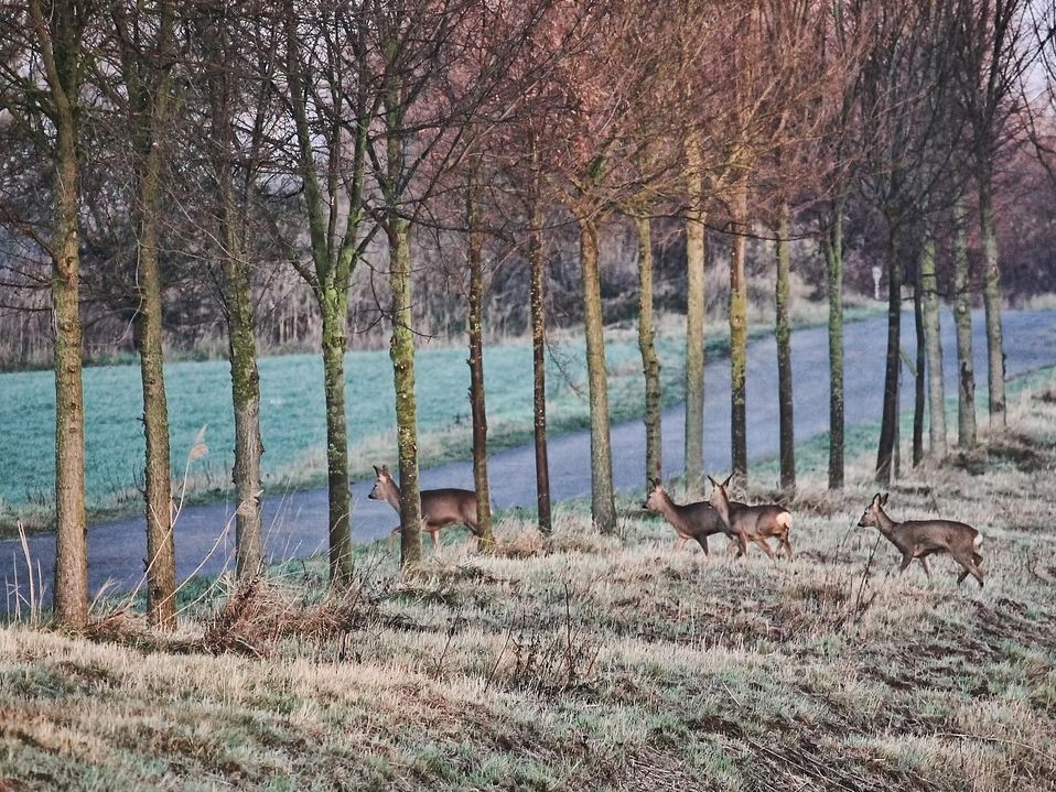 Die Unfallgefahr steigt durch den Wildwechsel.