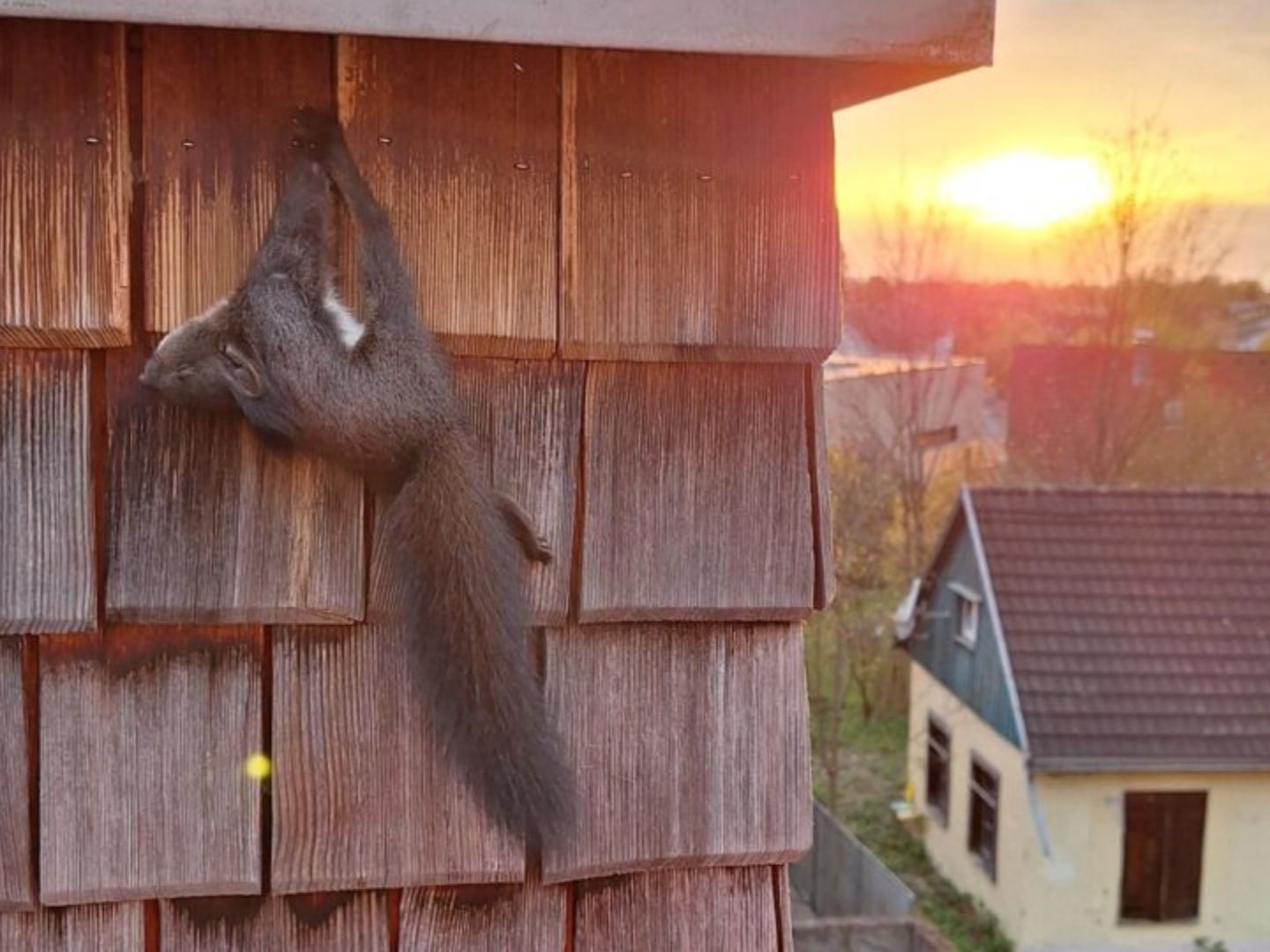 Eichhörnchen in misslicher Lage