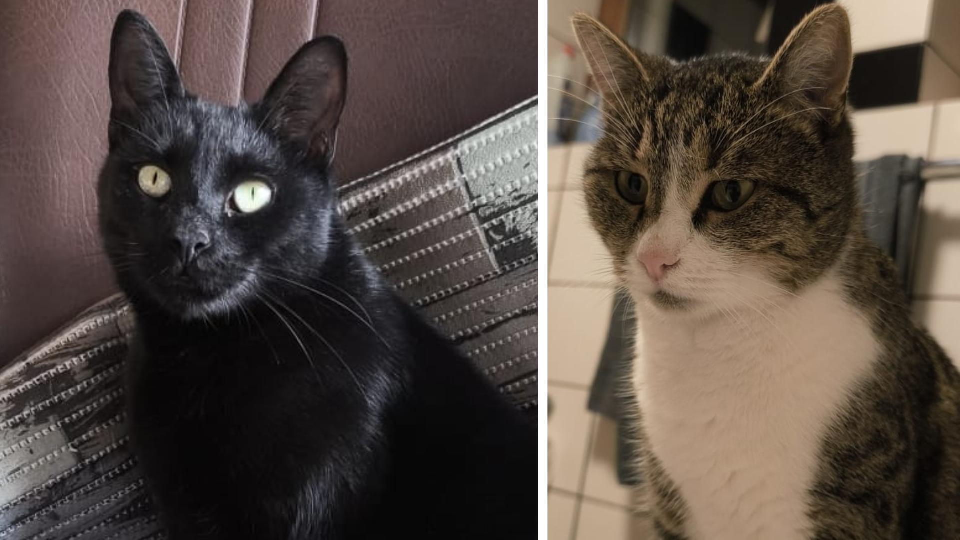 Entscheidend für die Wohnungssuche: Seine beiden Freigänger-Kater müssen mit einziehen dürfen. Entscheidend für die Wohnungssuche: Seine beiden Freigänger-Kater müssen mit einziehen dürfen.