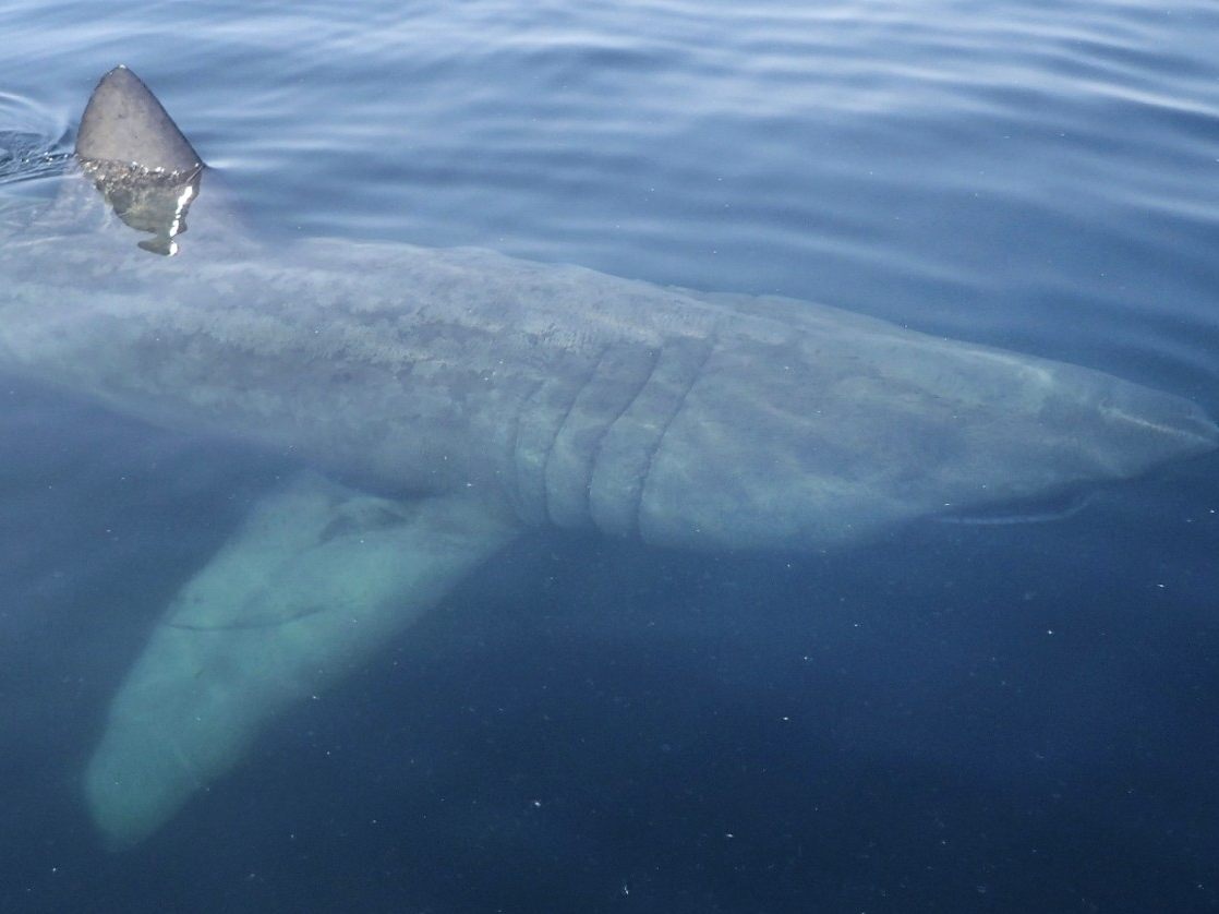 Symbolbild: Ein Riesenhai (Basking Shark) wie jener, der vor Rijeka gesichtet wurde. Symbolbild: Ein Riesenhai (Basking Shark) wie jener, der vor Rijeka gesichtet wurde.