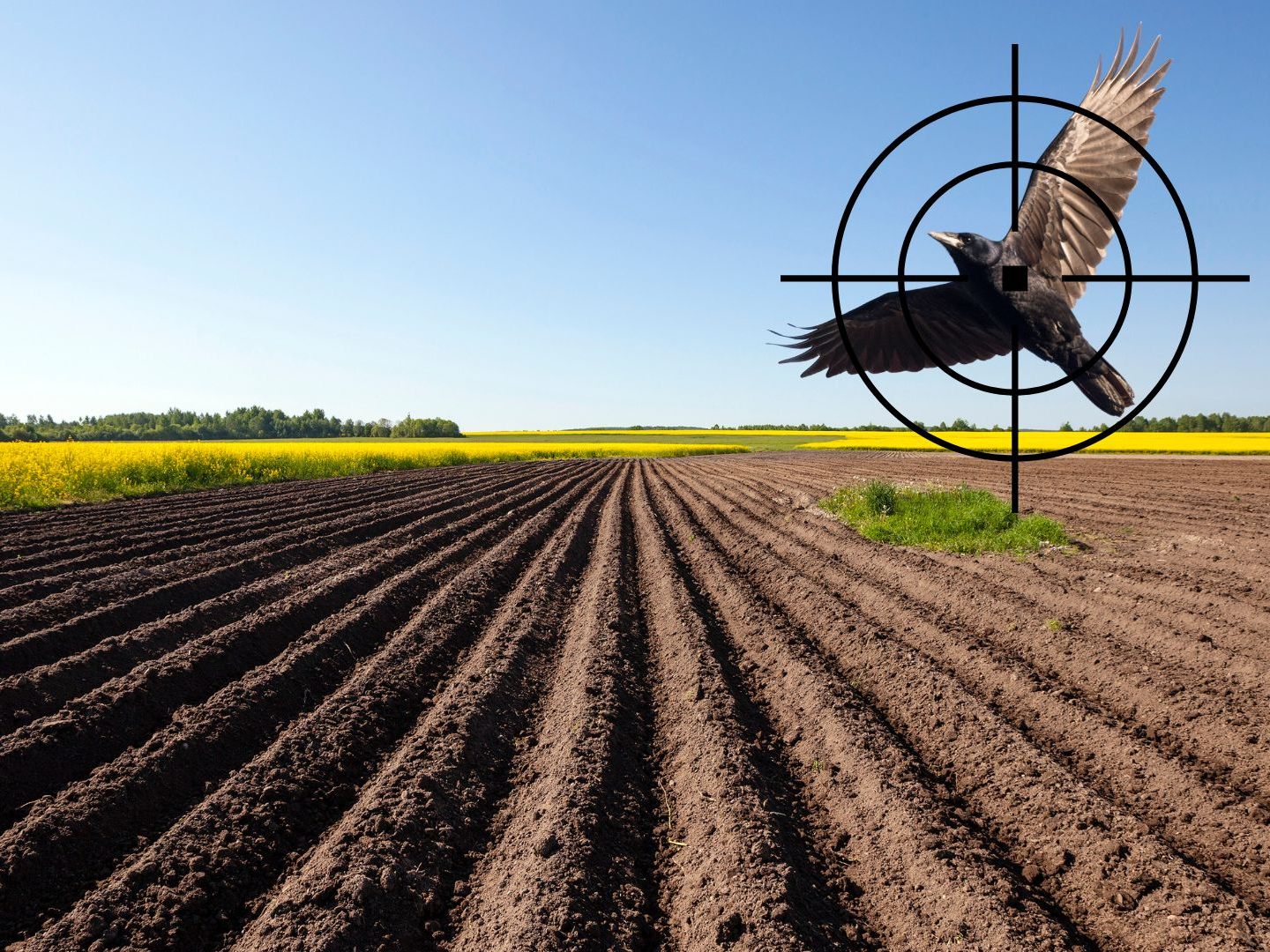 Im Kreis Ravensburg (Deutschland) dürfen Saatkrähen zum Schutz der Aussaat abgeschossen werden. Vorarlberger Landwirte fordern eine ähnliche Regelung. Im Kreis Ravensburg (Deutschland) dürfen Saatkrähen zum Schutz der Aussaat abgeschossen werden. Vorarlberger Landwirte fordern eine ähnliche Regelung.