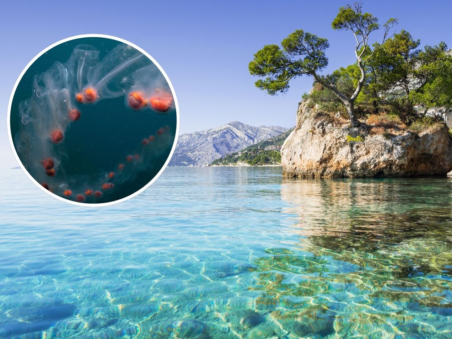 Im glasklaren Wasser vor den Küsten Kroatien beobachten Urlauber immer häufiger die glitschigenTiere.
