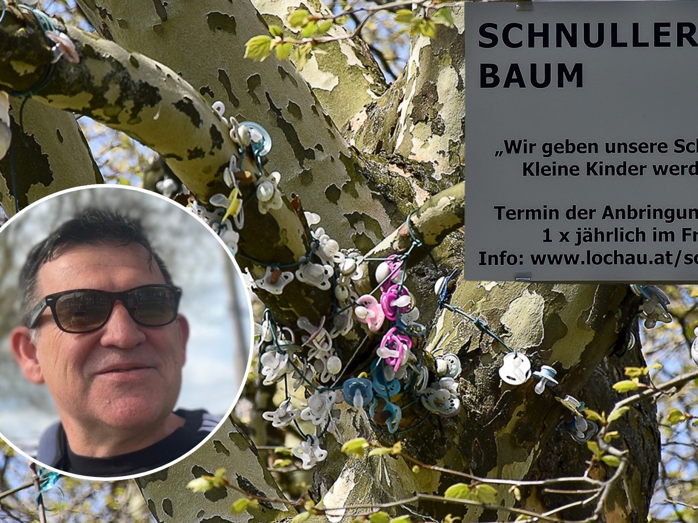Große Freude in Lochau: Der Schnullerbaum ist wieder aktiv.
