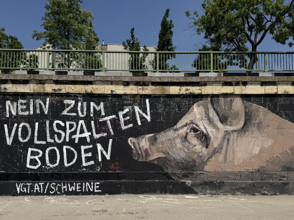 Das Graffiti gegen Schweine-Vollspaltenboden am Wiener Donaukanal.