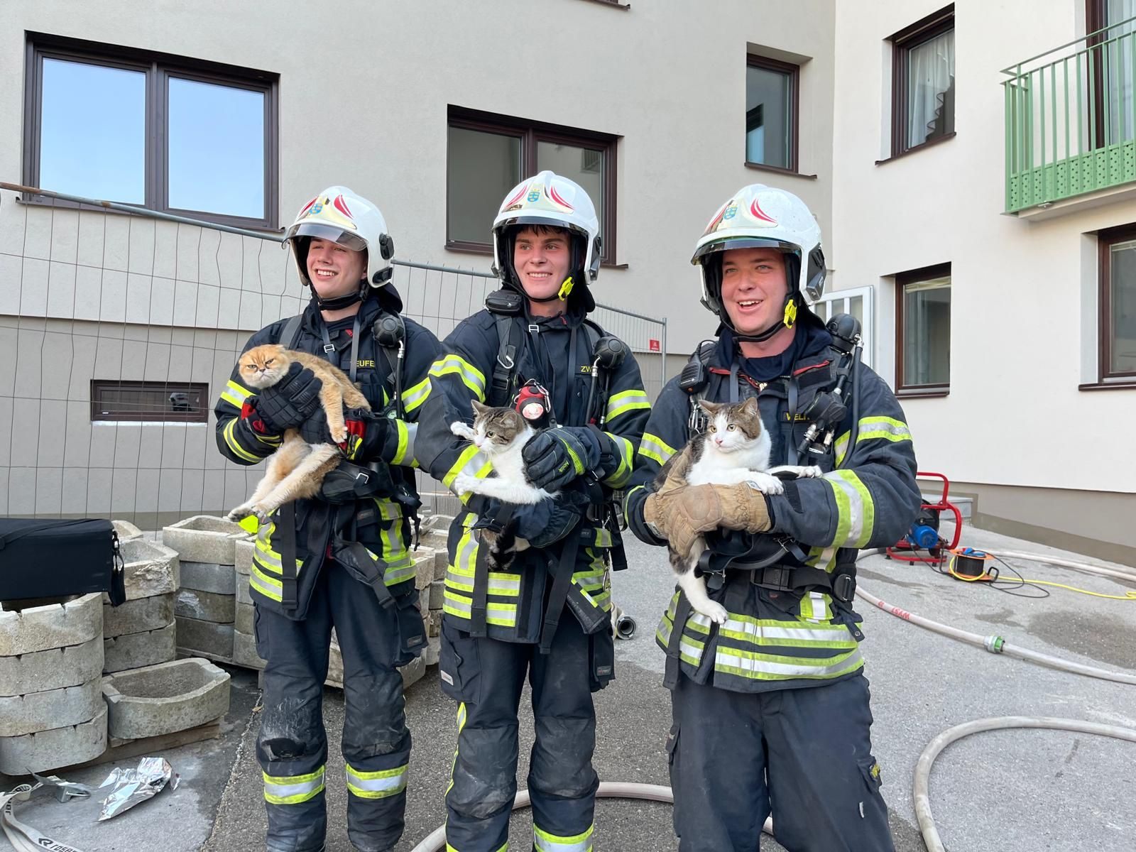 Die Samtpfoten konnten von der Feuerwehr in Sicherheit gebracht werden.