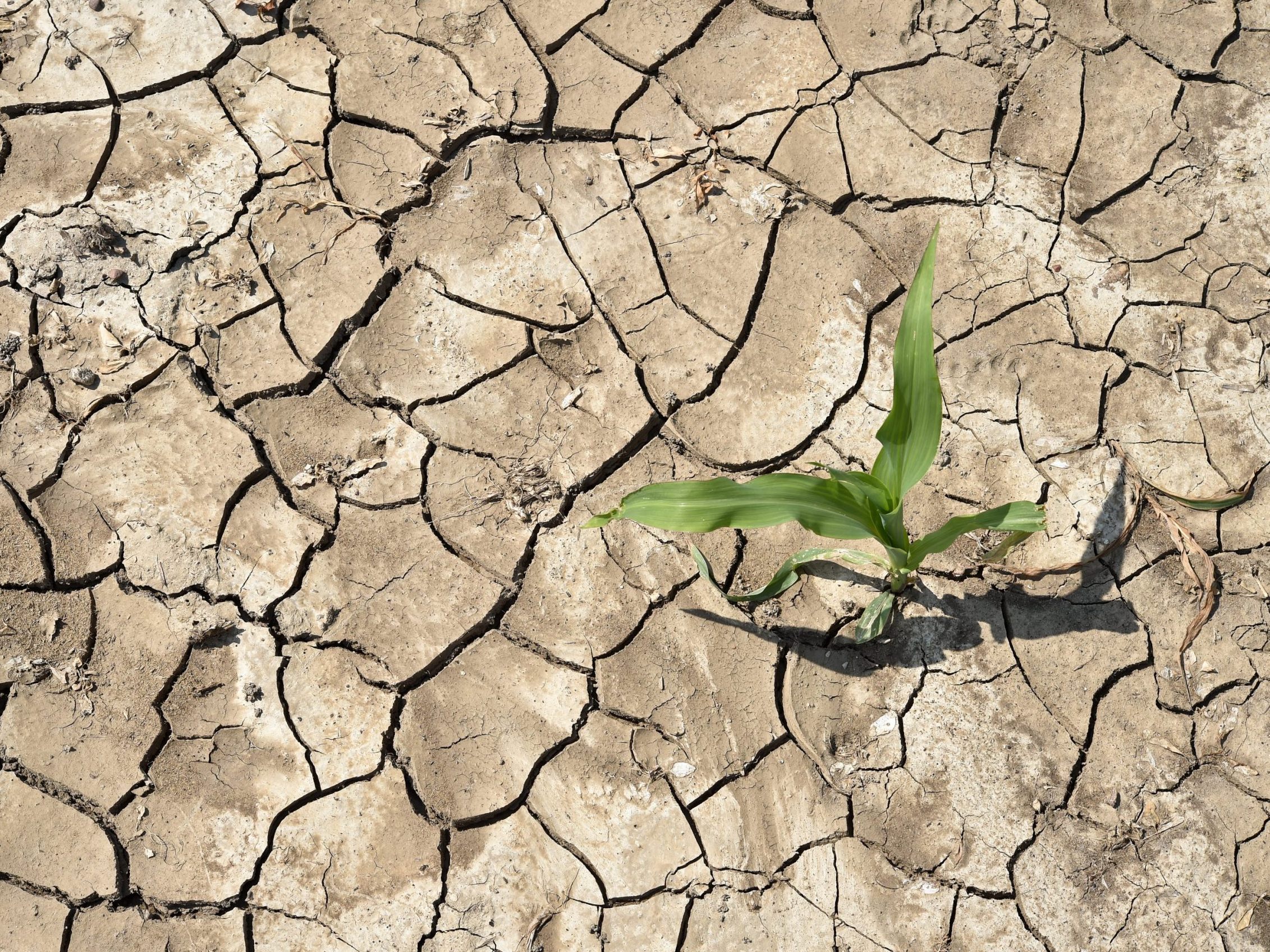 Die UN-Wetterbehörde erwartet schon bald einen neuen Temperaturrekord. Die UN-Wetterbehörde erwartet schon bald einen neuen Temperaturrekord.
