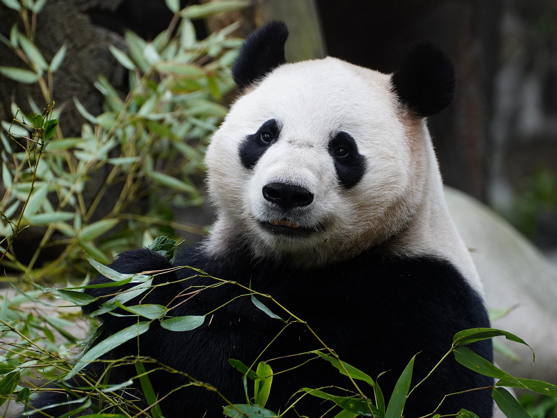 Pandas werden am Mittwoch in Schönbrunn im Fokus stehen.