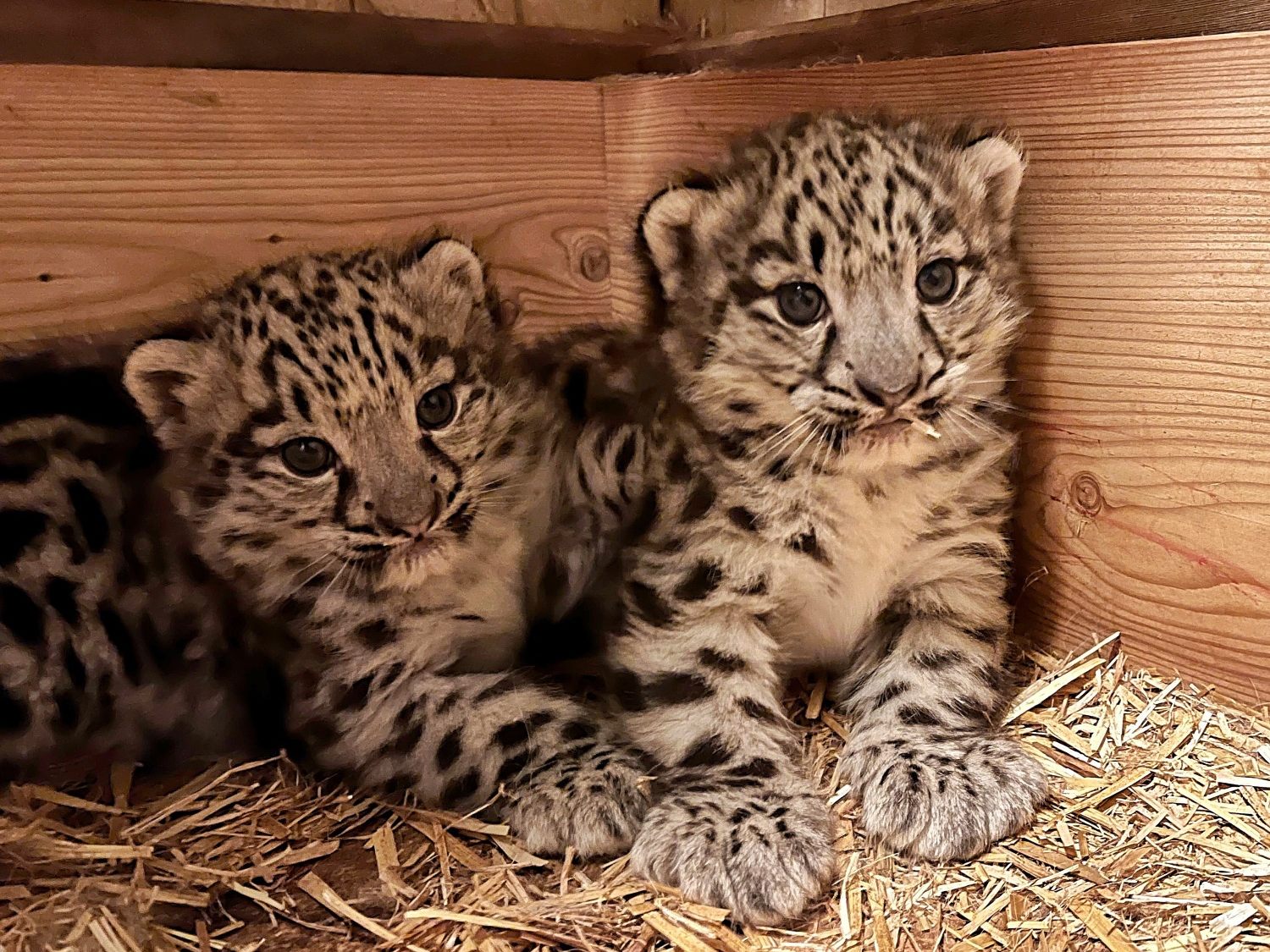 Der Zoo Salzburg darf sich über Nachwuchs freuen.