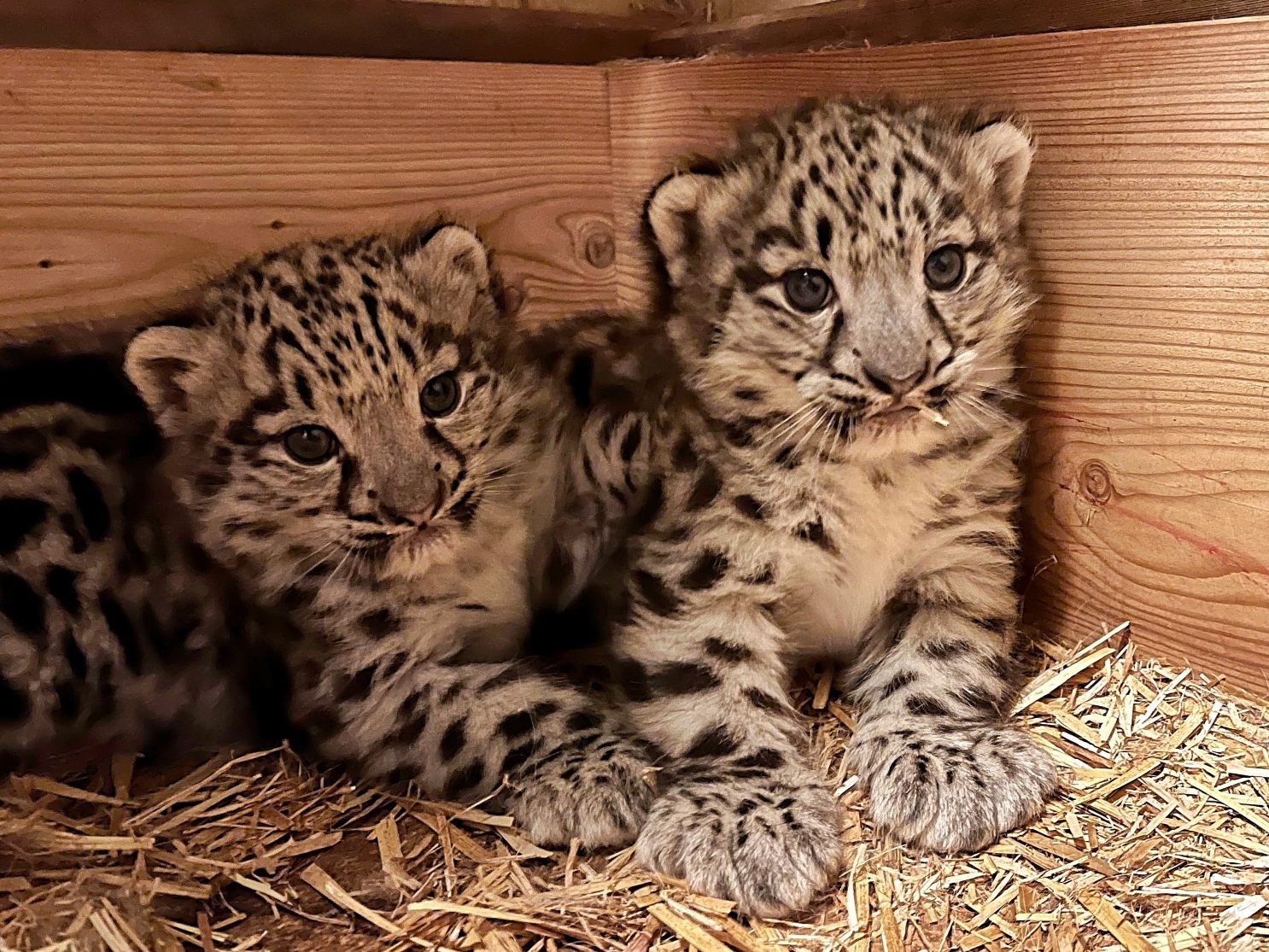 Der Zoo Salzburg freut sich über Nachwuchs bei den Schneeleoparden.