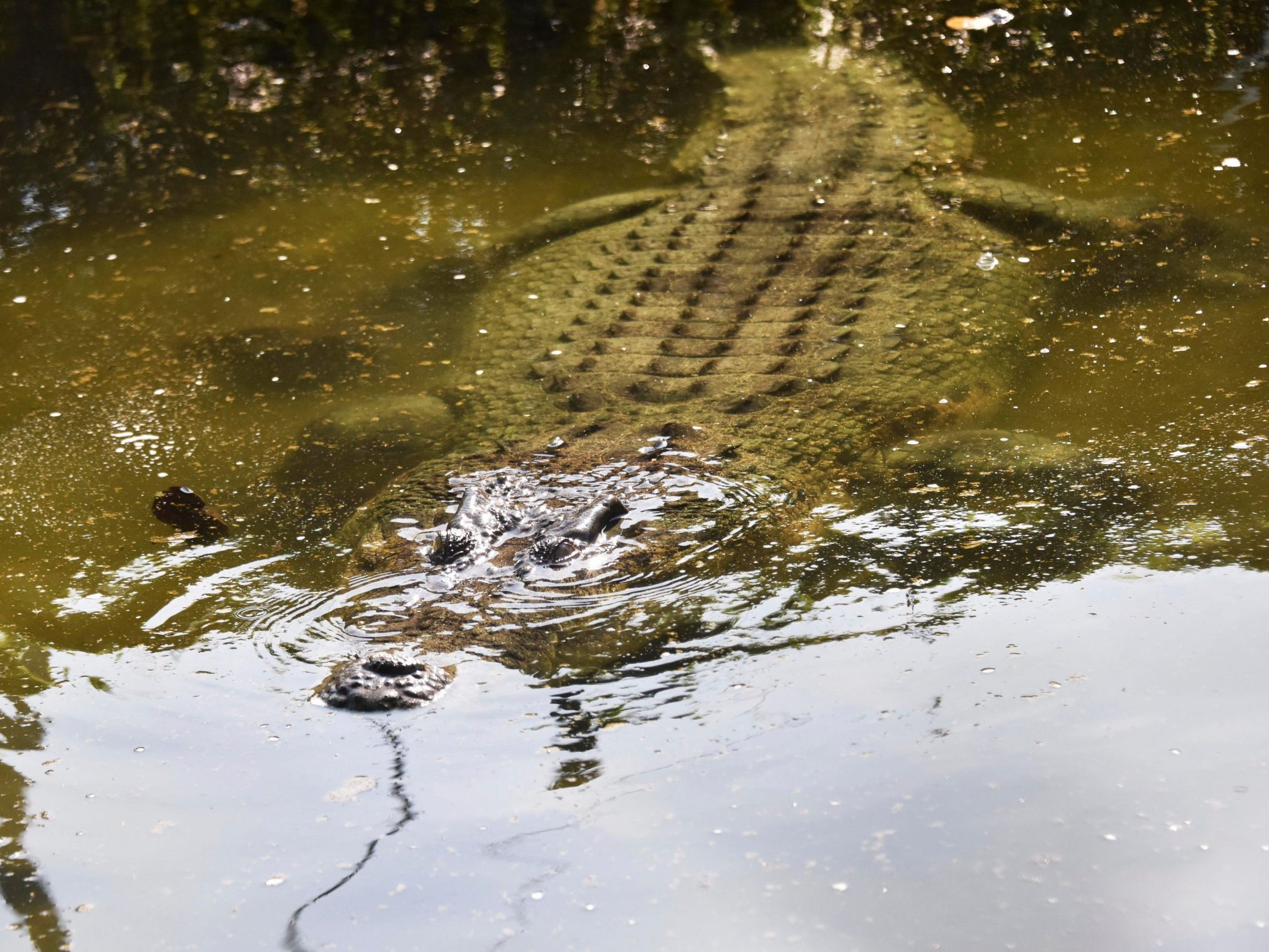 Die Zahl der Krokodile in besiedelten Gebieten ist dramatisch gewachsen. Die Zahl der Krokodile in besiedelten Gebieten ist dramatisch gewachsen.