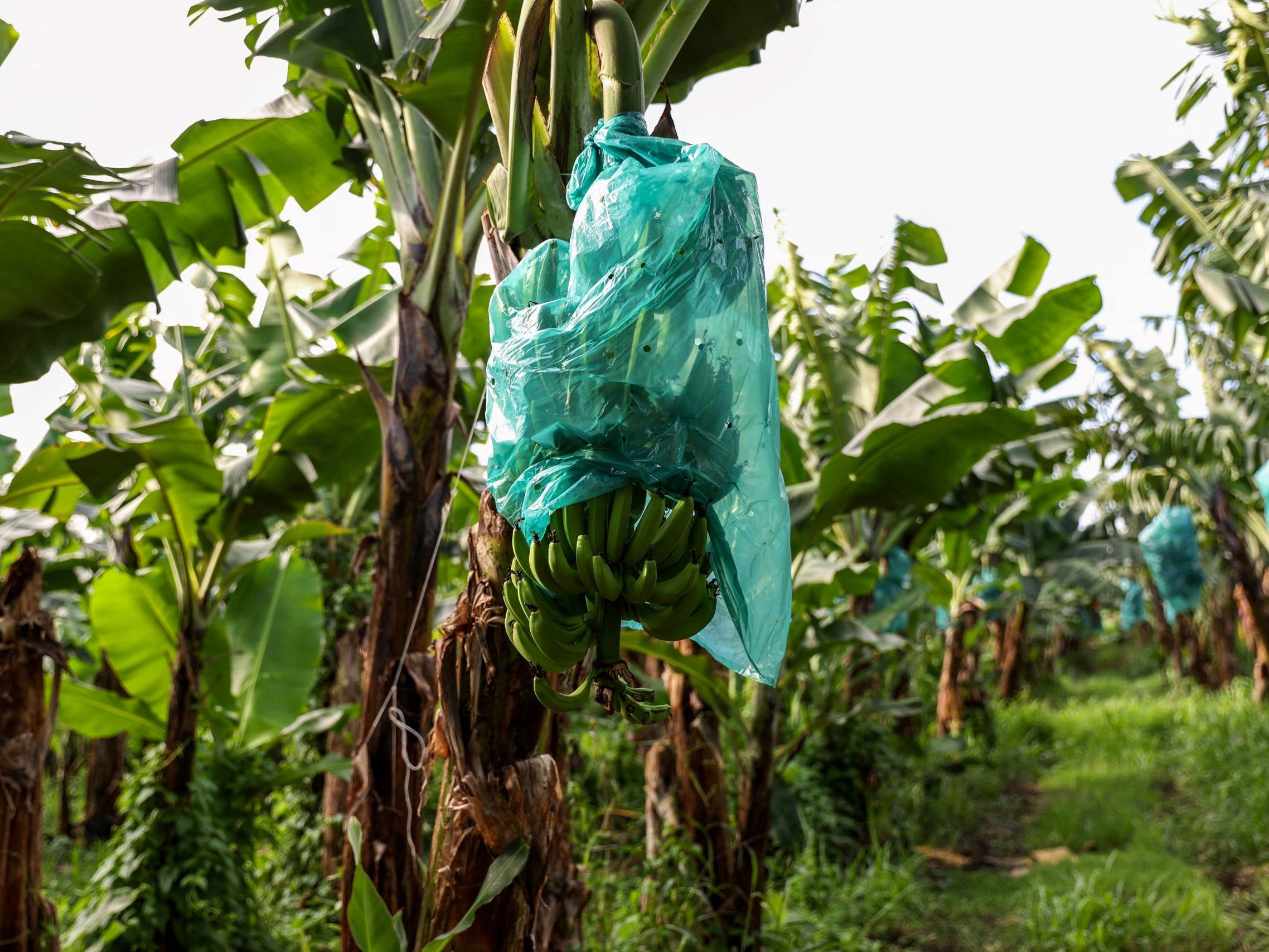 Chiquita entlässt tausende Bananenarbeiter in Panama Chiquita entlässt tausende Bananenarbeiter in Panama