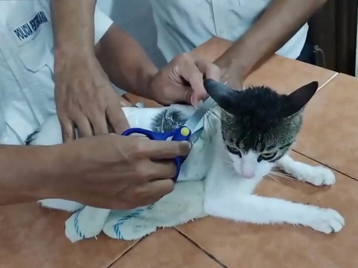 Die Katze transportierte Crack und Marihuana.