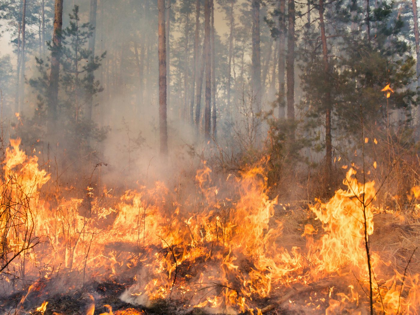 Extreme Waldbrände sind in Europa auf dem Vormarsch.