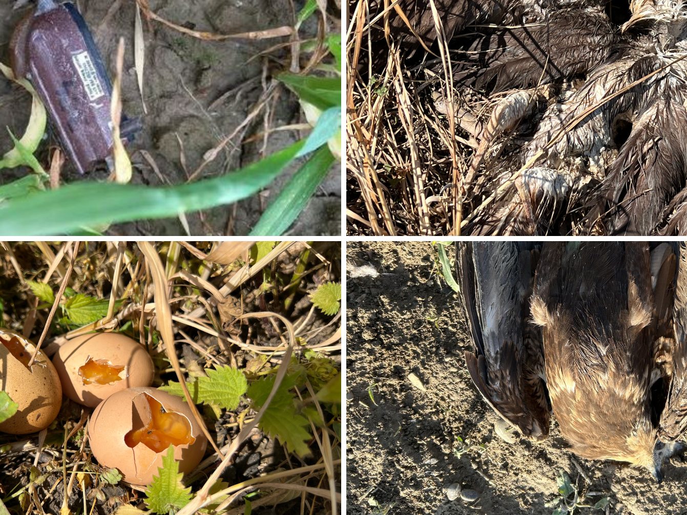 Die Polizei ersuchte um erhöhte Vorsicht wegen etwaiger weiterer vergifteter Eier. Das Kontaktgift Carbofuran ist für Menschen und Tiere gesundheitsschädlich. Die Polizei ersuchte um erhöhte Vorsicht wegen etwaiger weiterer vergifteter Eier. Das Kontaktgift Carbofuran ist für Menschen und Tiere gesundheitsschädlich.