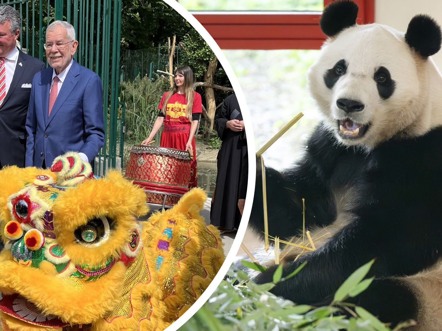 Der Wiener Tiergarten Schönbrunn hieß die Großen Pandas offiziell willkommen. Der Wiener Tiergarten Schönbrunn hieß die Großen Pandas offiziell willkommen.