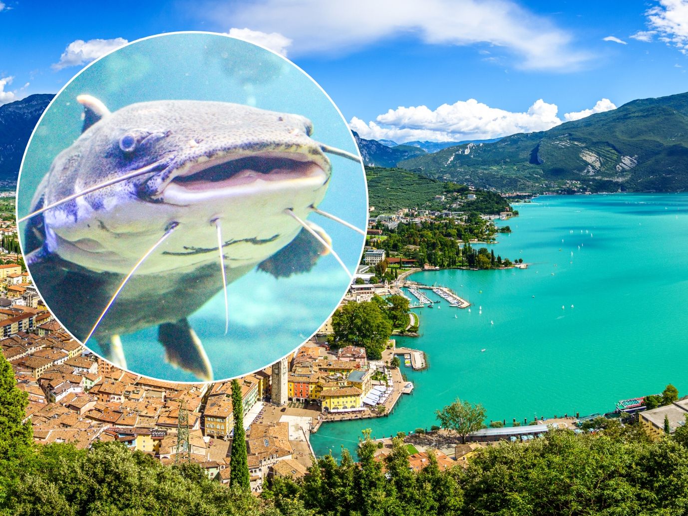 "Monster vom Gardasee": Riesenwelse bedrohen beliebte Urlaubsregion. "Monster vom Gardasee": Riesenwelse bedrohen beliebte Urlaubsregion.
