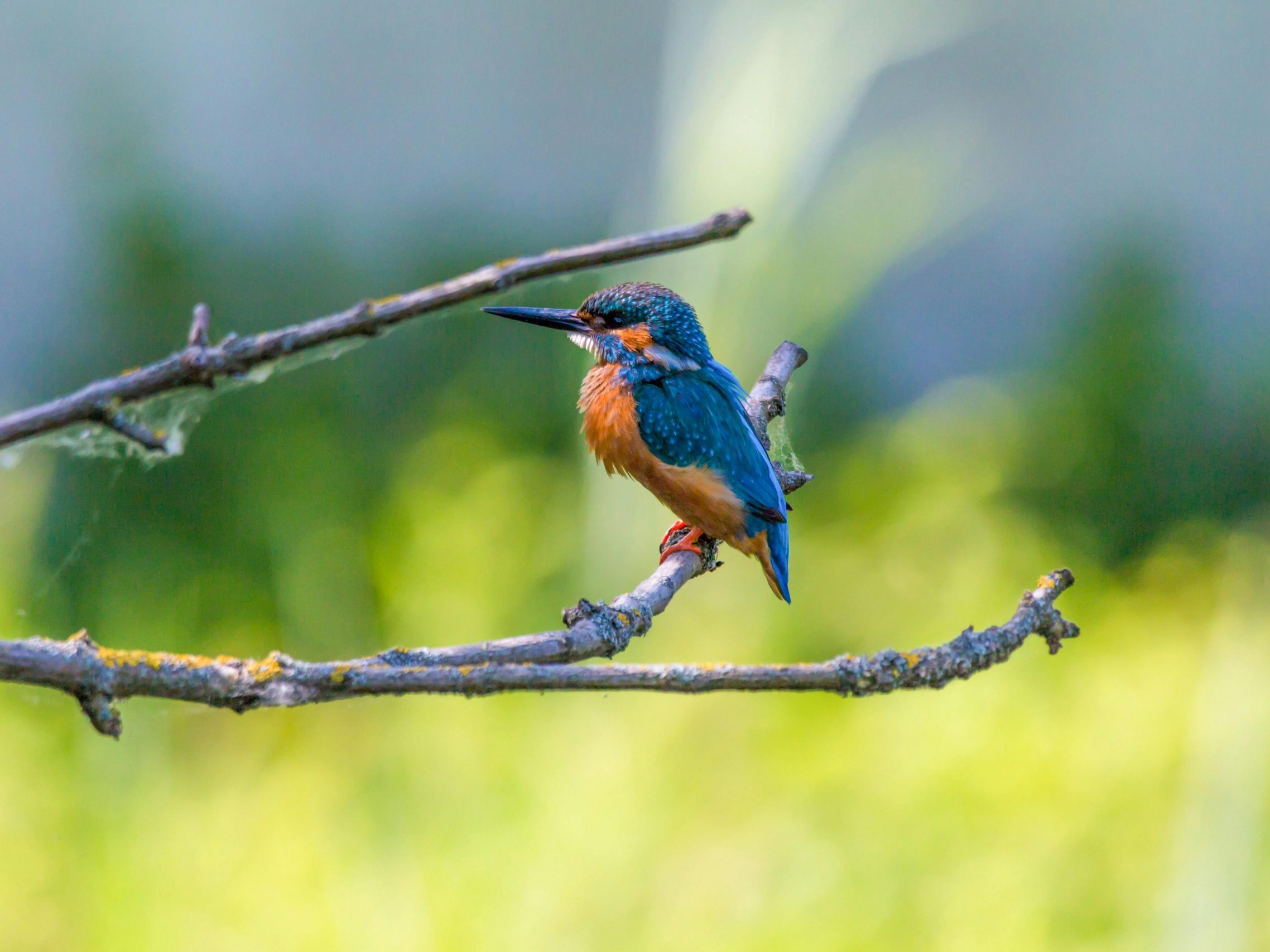 Eisvogel Eisvogel
