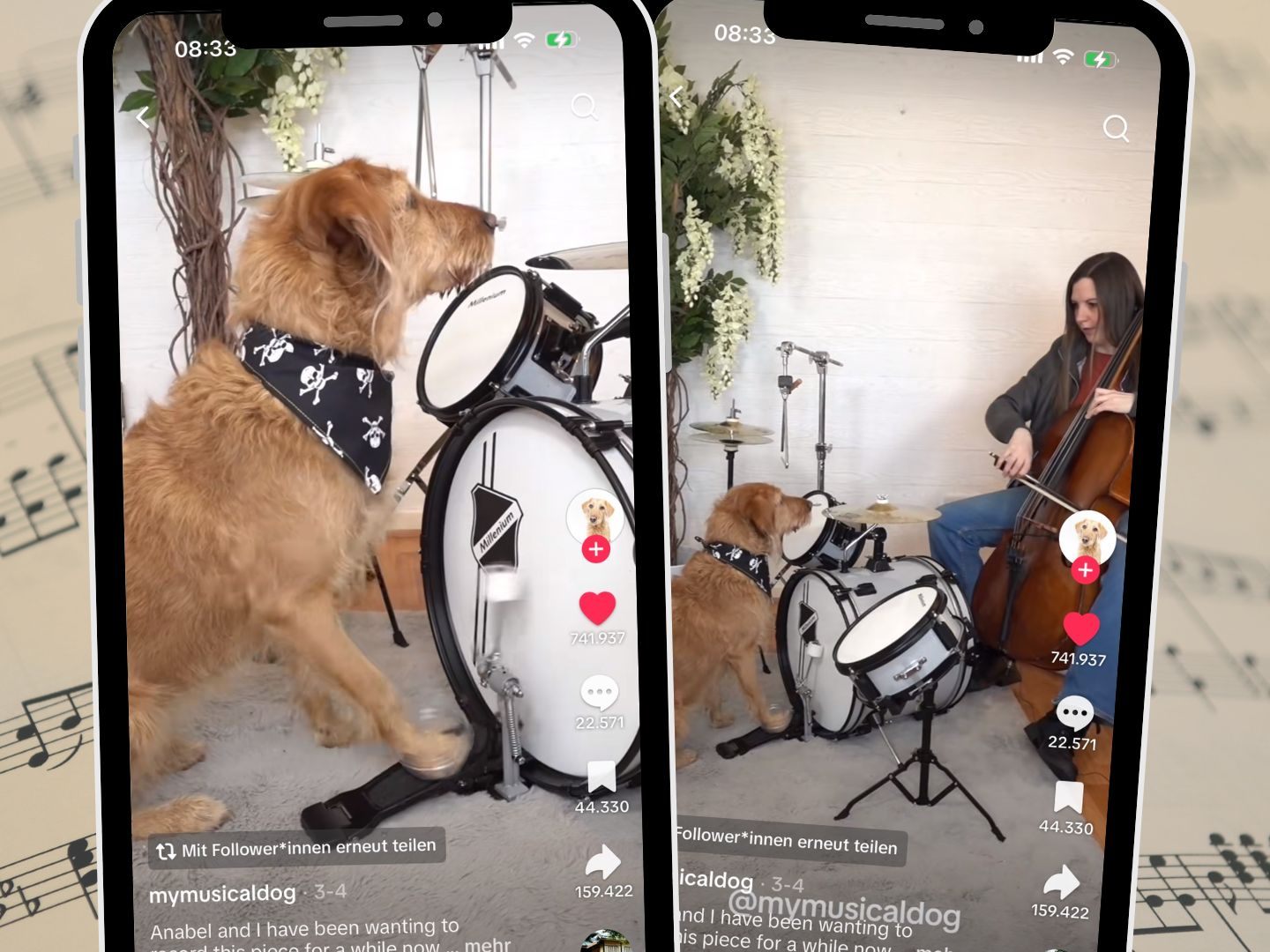Hund spielt zu Imagine Dragons.