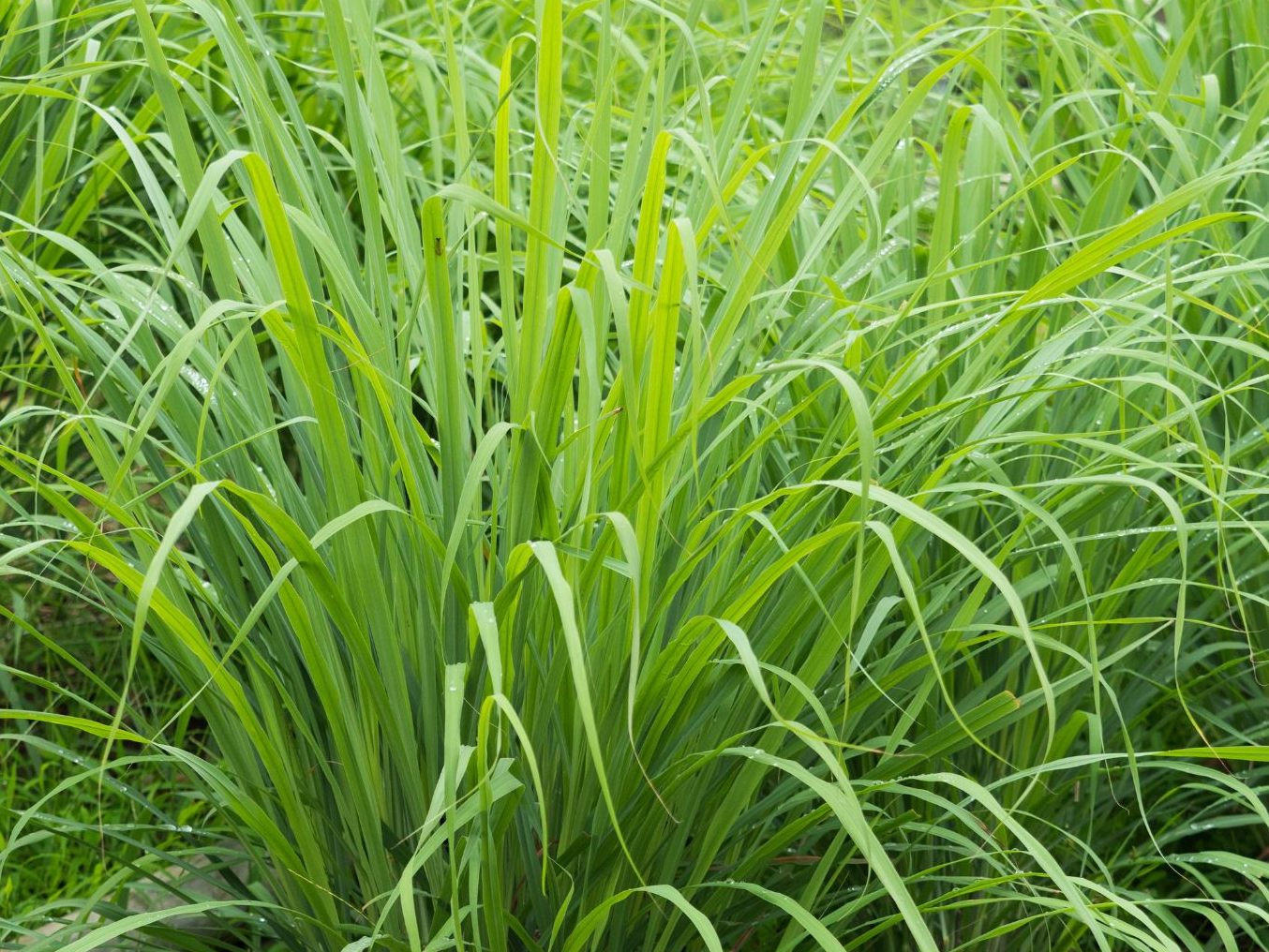 Zitronengras, Lavendel und Basilikum vertreiben Mücken auf natürliche Weise