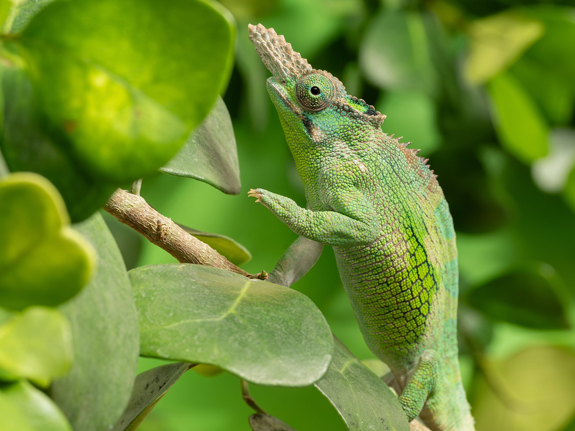 Ein Chamäleon im Tiergarten Schönbrunn in Wien.