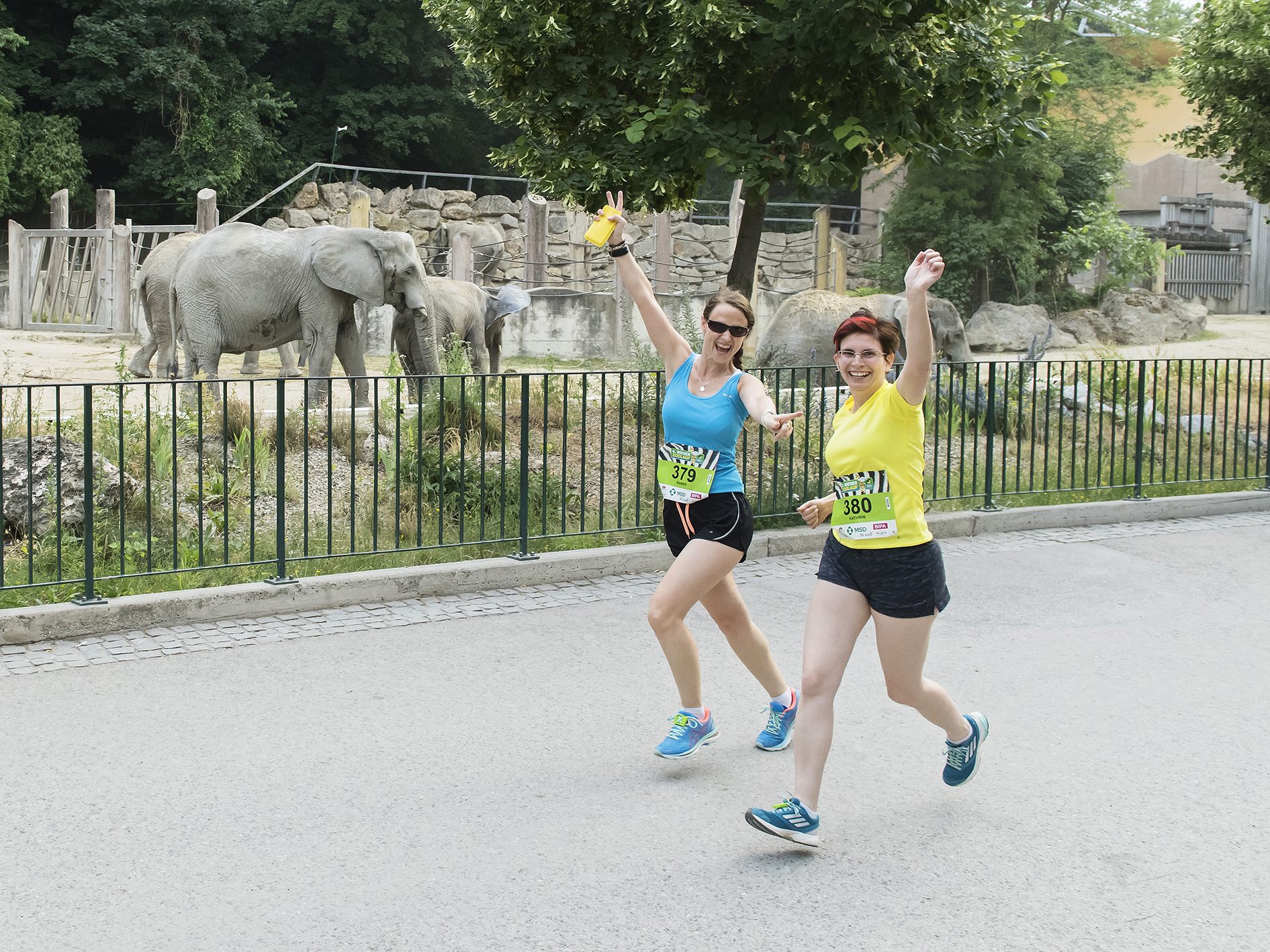 Die Strecke beim Wiener Zoolauf führt an Elefanten, Wölfen und vielen weiteren Tieren vorbei.