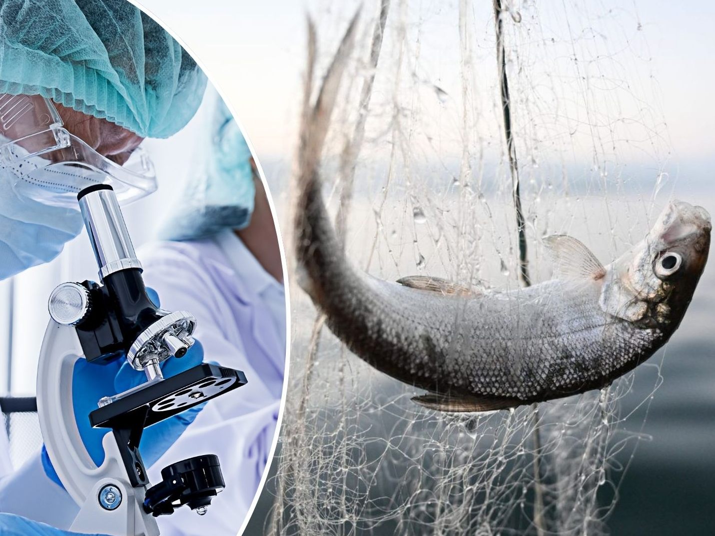 Die Ewigkeitschemikalie PFAS gewinnt an Brisanz. Auch im Bodensee wird sie regelmäßig gefunden. Der gesundheitliche Vorteil beim Verzehr von Bodenseefischen überwiegt jedoch weiterhin.