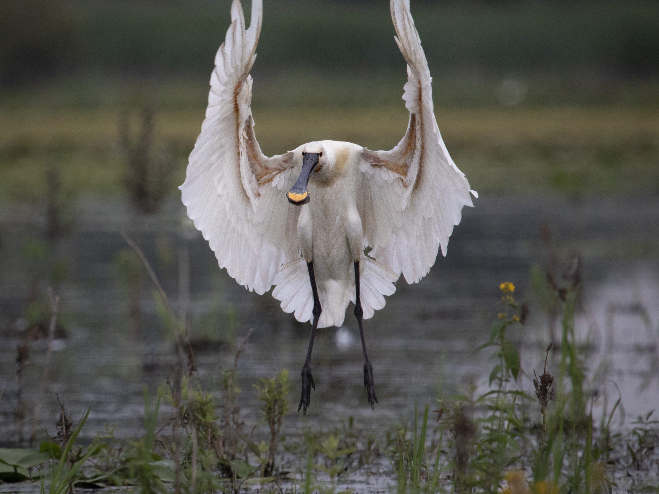 Eindrucksvolle Vogelbilder von Rainer Schallert – zu sehen ab Samstag in Raggal. Eindrucksvolle Vogelbilder von Rainer Schallert – zu sehen ab Samstag in Raggal.