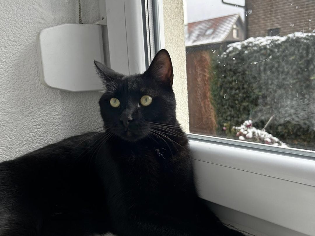Muffy vermisst in Feldkirch