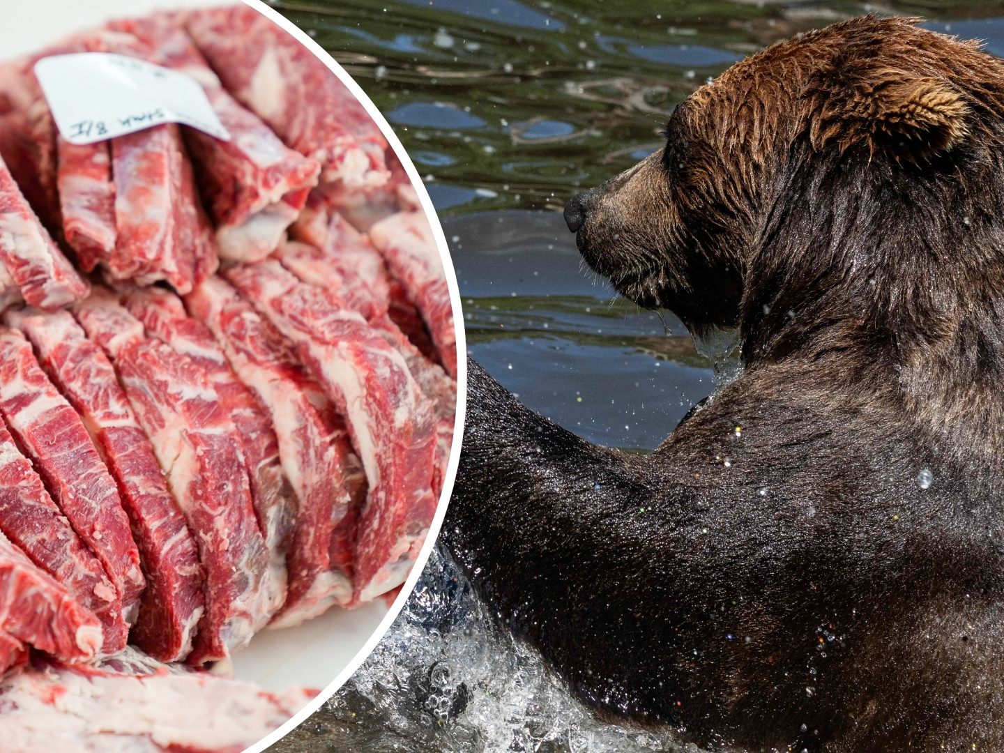 In der Slowakei plant die Regierung Bärenfleisch auf den Teller zu bringen.